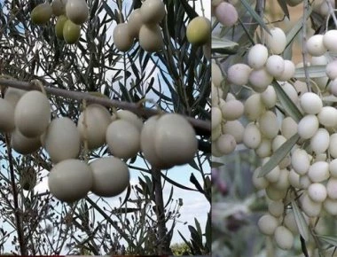 Λευκές ελιές: Μια σπάνια ποικιλία ελιάς με καταγωγή από τα αρχαία χρόνια (φώτο)